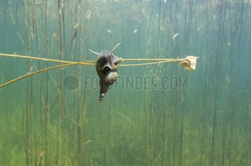 Water Snail on a rod in a lake Jura France
