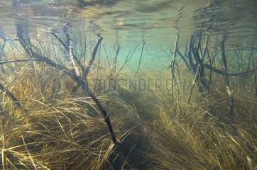 Logs and submerged grass in a bog Jura France