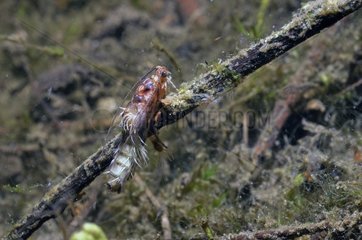 Trichoptere molt on a branch Prairie Fouzon France
