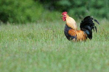 Bantam singing in the grass France