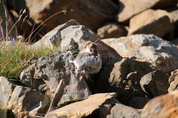 Stoat in summer carrying his prey on rocks France