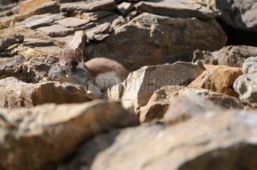 Stoat in summer coat carrying his prey on rocks France