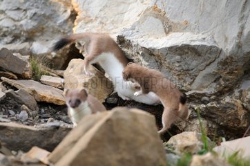 Young Stoat in summer coat playing on rocks France