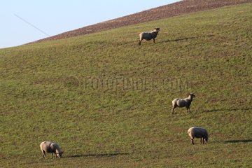Sheep grazing in a field in summer Aveyron