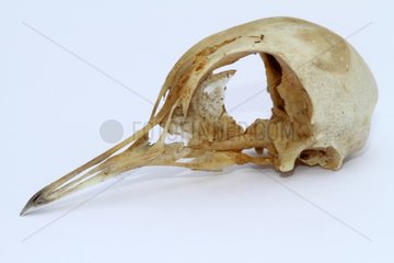 Skull Rock Pigeon in studio on white background