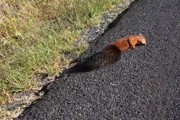 Red Squirrel crashed on the road by a car in Lozere France