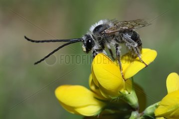 Long-horned bumble bee in the NRP Northern Vosges France