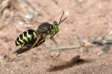 Sand wasp on a fly relating terrier France