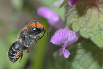 Leafcutting bee flying in the Vosges du Nord NRP France