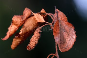 Lappet moth in the Vosges du Nord NRP France