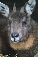 Portrait of a Long-tailed Goral