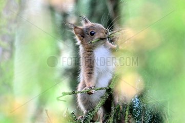 Red squirrel collecting twigs for their nests France