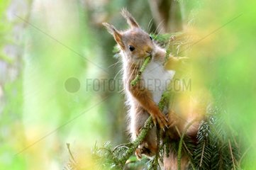 Red squirrel collecting twigs for their nests France