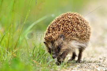 European hedgehog on a country road France