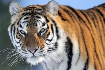 Portrait of Siberian Tiger in winter