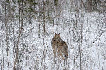 Wolf in the snow in the woods of the taiga