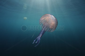 Mauve Stinger Jellyfish in the Mediterranean Sea area