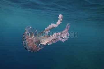 Mauve Stinger Jellyfish in the Mediterranean Sea area