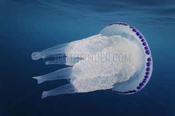 Jellyfish in the Mediterranean Sea area