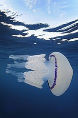 Jellyfish in the Mediterranean Sea area
