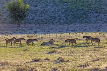Spotted hyenas surrounding a Lion lying Desert of Kalahari
