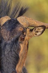 Close-up of a Black-tailed gnu in the desert of Kalahari