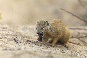Yellow Mongoose eating a big beast just captured Scarab