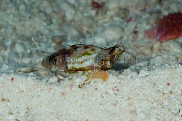 Sea snail in New Caledonia