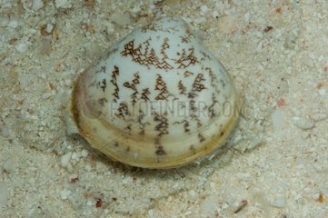 Bivalve on the seabed South of New Caledonia