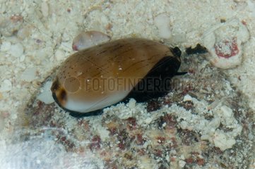 Isabel's Cowry South New Caledonia