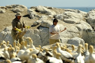 Young Cape Gannet captured to be cleaned South Africa