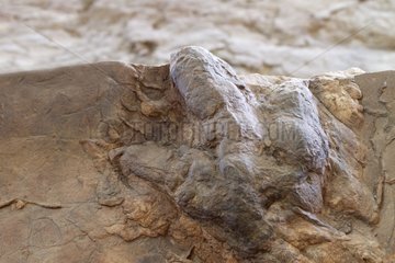 Dinosaur footprints type Dilophosaurus Utah USA