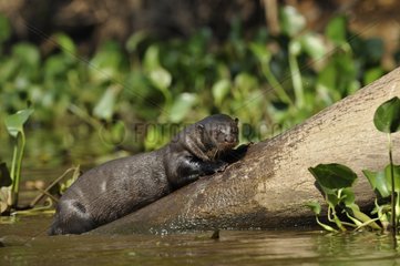 Giant Otter on a trunk Pantanal Brazil