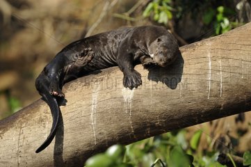 Giant otter sleeping on a tree Pantanal Brazil