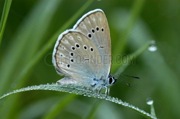 Scarce Large Blue in the Vosges du Nord NRP France