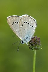 Scarce Large Blue in the Vosges du Nord NRP France