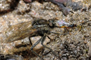 Robber fly eating a Parasitic hymenoptera Vosges du Nord NRP
