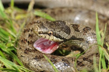 Smooth snake's mouth open