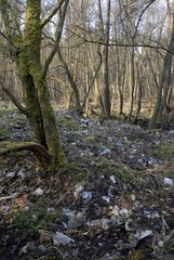 Forest converted dump Vosges du Nord NRP France