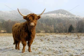 Highland cow in the Vosges du Nord NRP France