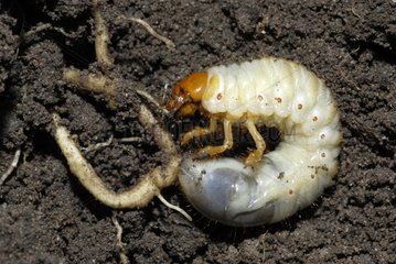 Larva of Common cockchafer munching a root France