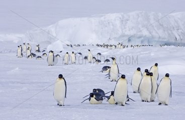 Emperor Penguins on the march to the sea from their colony