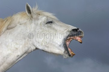 Portrait of Camargue horse neighing Camargue France