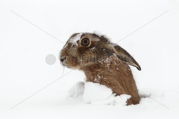 Brown hare laying under the snow in winter GB