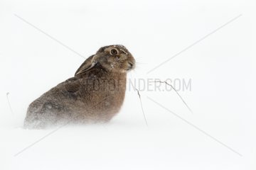 Brown hare sitting in the snow in winter GB