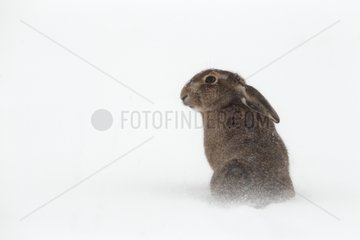 Brown hare sitting in the snow in winter GB