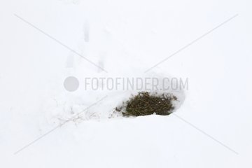 Brown hare form in the snow in winter GB