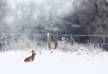Brown hare standing in a snowy meadow in winter GB