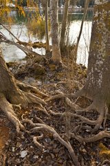 Trees on bank Natural Park lakes Ruidera La Mancha Spain