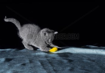 2-months old Chartreux kitten playing with a feather